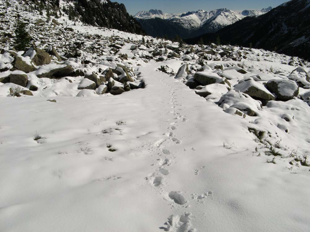 ancora neve- lagorai
